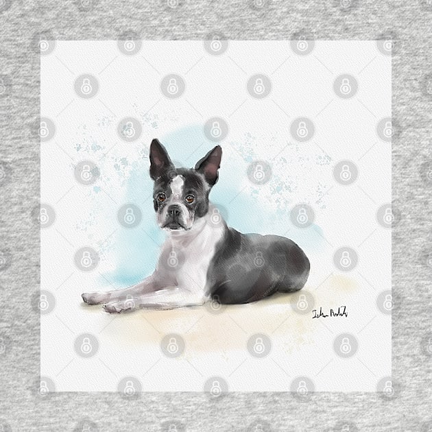 Watercolor Sketch of a Black and White Boston Terrier Lying Down by ibadishi